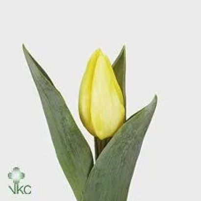 Желтый тюльпан на белом фоне с логотипом VKC - Суннь Принцэ