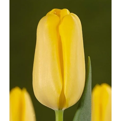 Yellow tulip on dark background - Sunray