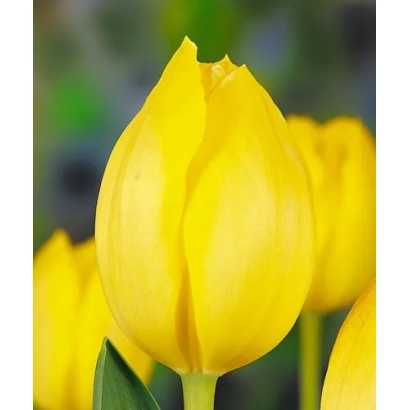 Желтые тюльпаны на фоне зелени - Сунсэт Боулэвард