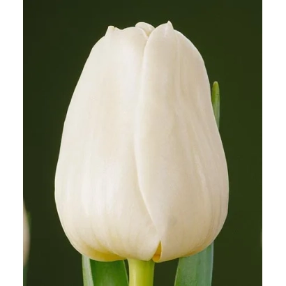 Белый тюльпан на зелёном фоне - Сунсэт Сурвивэ