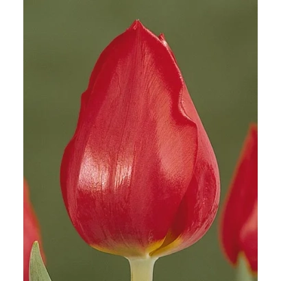 Красный тюльпан на зелёном фоне - Супэрцуп