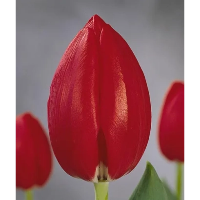 Красный тюльпан на фоне других цветов - Супэрстар