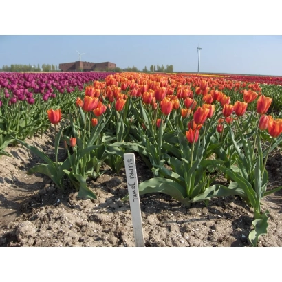 Поле тюльпанов Супри Еwэл