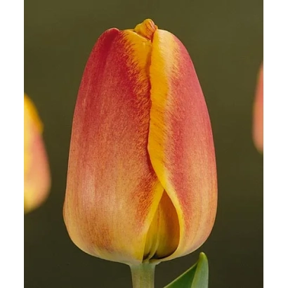 Tulip variety Surprise on green background