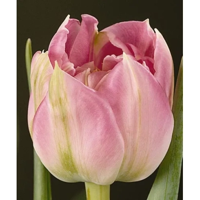 Тюльпан сорту Свен Даhлман