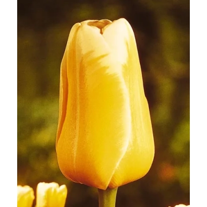 Желтый тюльпан на фоне зелени - Свеет Хармони