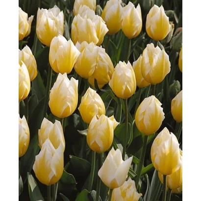 Поле жёлтых тюльпанов сорта Свеетхеарт | Sweetheart