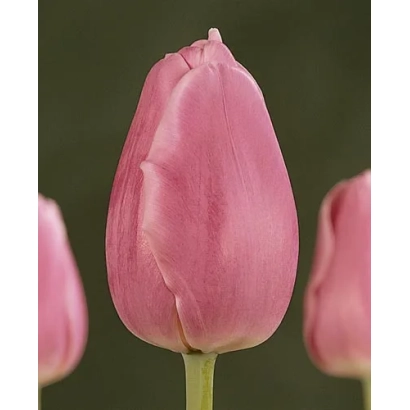 Розовый тюльпан на темном фоне - Сwингинг Wорлд