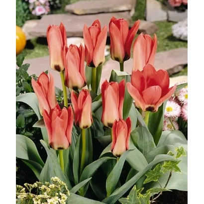 Тюльпаны сорта Sylvia van Lennep на фоне сада - Сьлвиа ван Лэннэп