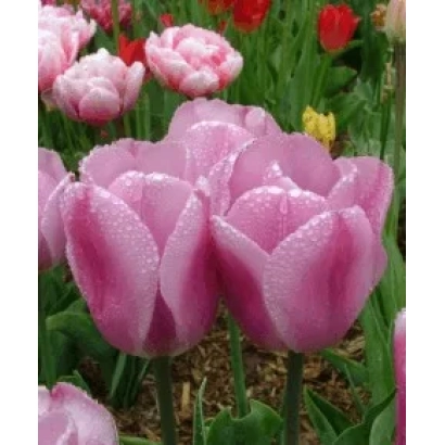 Розовые тюльпаны Synaeda Amor на фоне цветущего сада - Сьнаэда Амор
