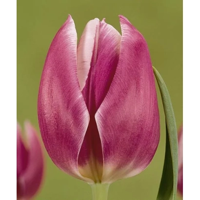 Тюльпан Synaeda Blue на зелёном фоне - Сьнаэда Блуэ