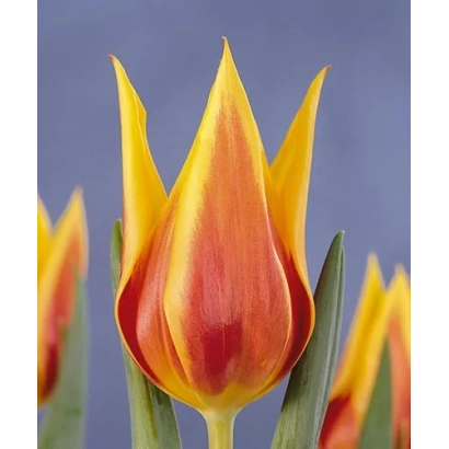 Тюльпан сорта Сьнаэда Кинг на фоне