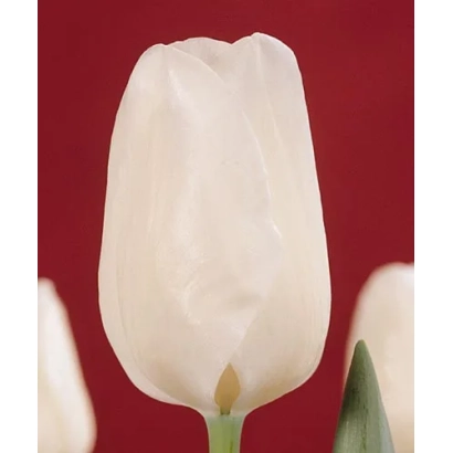 Белый тюльпан на красном фоне - Сьнаэда Шоw