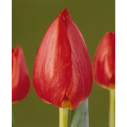 Красный тюльпан Тахити на зелёном фоне