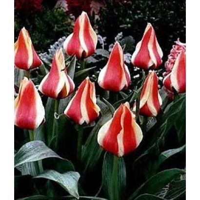 Тюльпаны сорта Тарафа Кауфманниа в цвету на фоне зелени