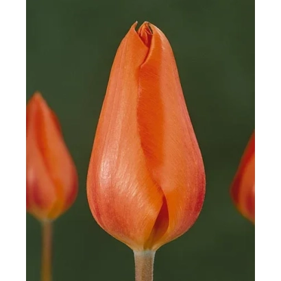 Тюльпан помаранчевого кольору на зеленому фоні - Улюбленець храму
