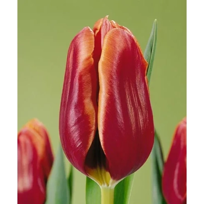 Красный тюльпан на зелёном фоне - Тэннэссээ