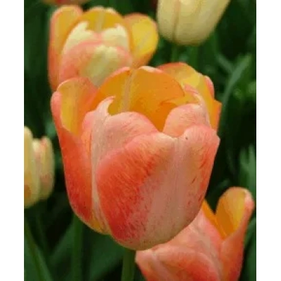 Tulips with orange-pink coloring on a green background - Tequila Sunrise
