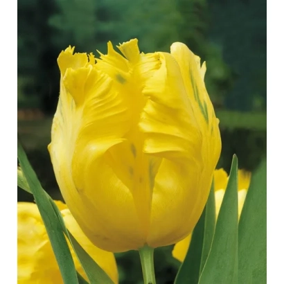 Yellow tulip of the Texas Gold variety against green leaves