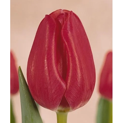 Красный тюльпан на фоне размытых лепестков - Тхе Моунтиес