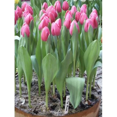 Тюльпаны розового цвета в горшке - Тинэкэ ван дэр Мээр