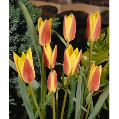 Tinka tulips against green foliage