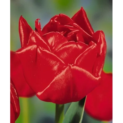 Red tulip variety Tomar