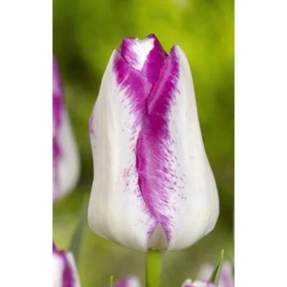 Тюльпан Топ Эфейр с белой и фиолетовой окраской лепестков