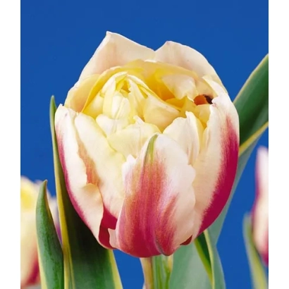Тюльпан з рожево-жовтими пелюстками на синьому фоні - Топлипс