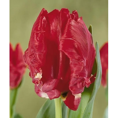 Red tulip variety Topparrot against green background