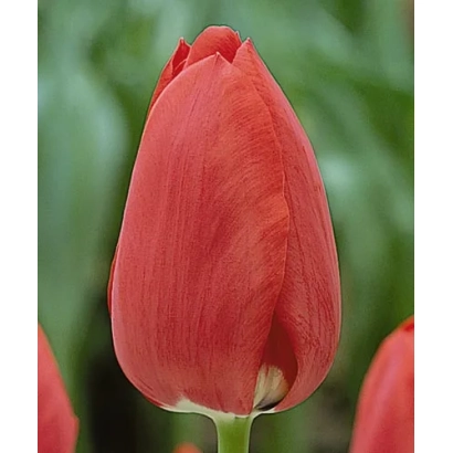 Close-up of a red tulip against a green background - Topscore