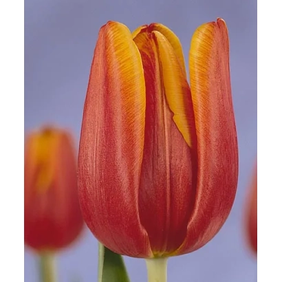 Тюльпан сорту Тосца на фоні