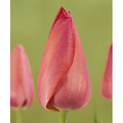 Рожеві тюльпани на зеленому фоні - Тосцана