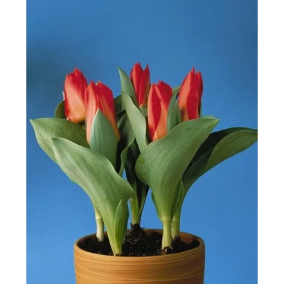 Красные тюльпаны в горшке на синем фоне - Тоwа