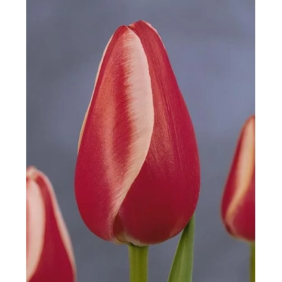 Red tulips on a background - Toyota