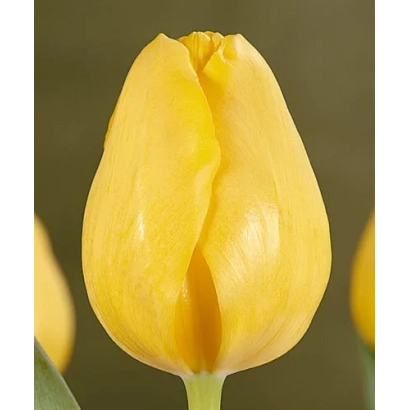 Yellow tulip on background - Transavia