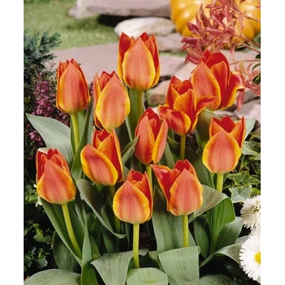 Червоно-жовті тюльпани на фоні саду - Треасуре