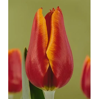 Крупный план красного тюльпана сорта Тренсеттер на размытом фоне - Трэндсэттэр