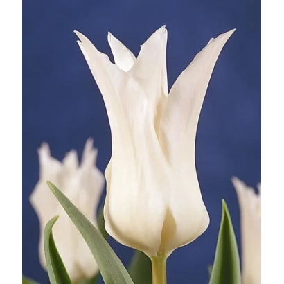 White tulips on a blue background - Très Chic
