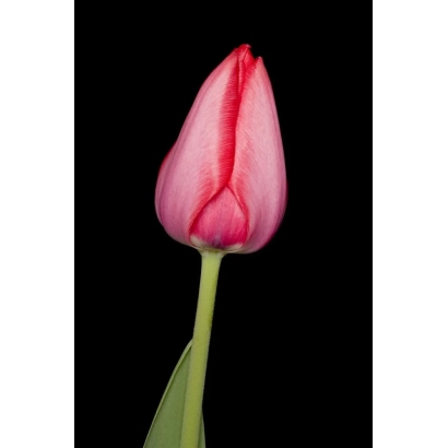 Pink tulip on black background - Trick