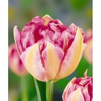 Тюльпан Triumphator с красно-желтыми лепестками на зеленом фоне - Триумпhатор