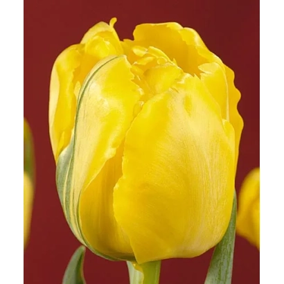 Жовтий тюльпан на червоному фоні - Труе & Фаир