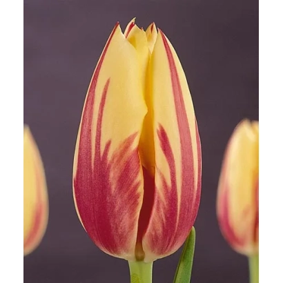 Тюльпан Твинклэ с красно-желтыми полосами на темном фоне - Тwинклэ