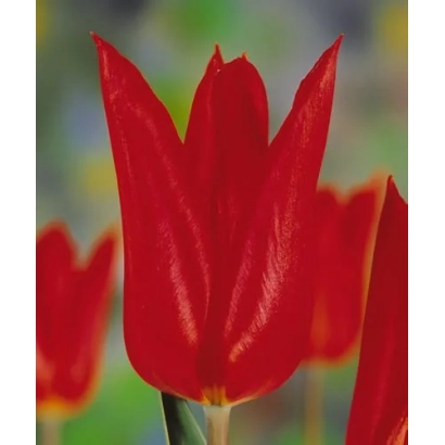 Красные тюльпаны на фоне зелени - Тьпhоон