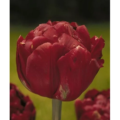 Red tulip on green background - Uncle Tom