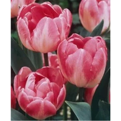 Red-pink tulips of the Up Star variety against green foliage