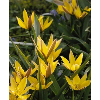 Желтые тюльпаны урумиэнсис на фоне зелени