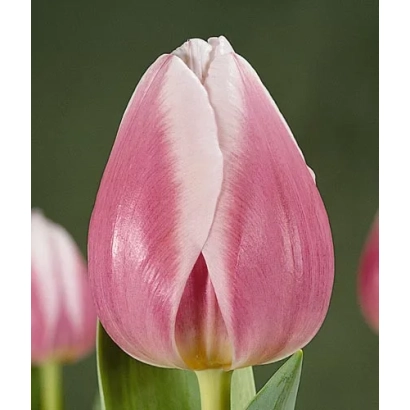 Тюльпан Валэнтинэ розово-белый