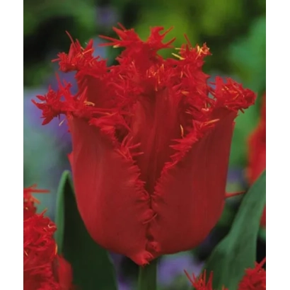 Красный тюльпан с бахромчатыми лепестками - Валэрь Гэргиэв