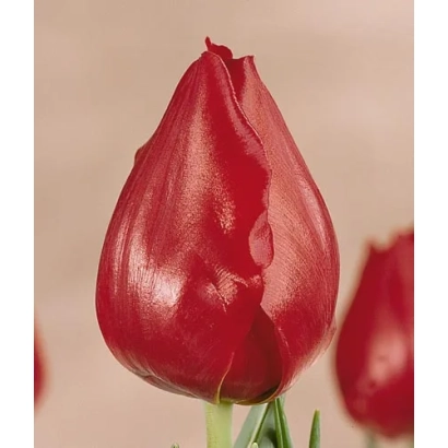 Червоний тюльпан Ван ден Бергс Меморі на розмитому фоні